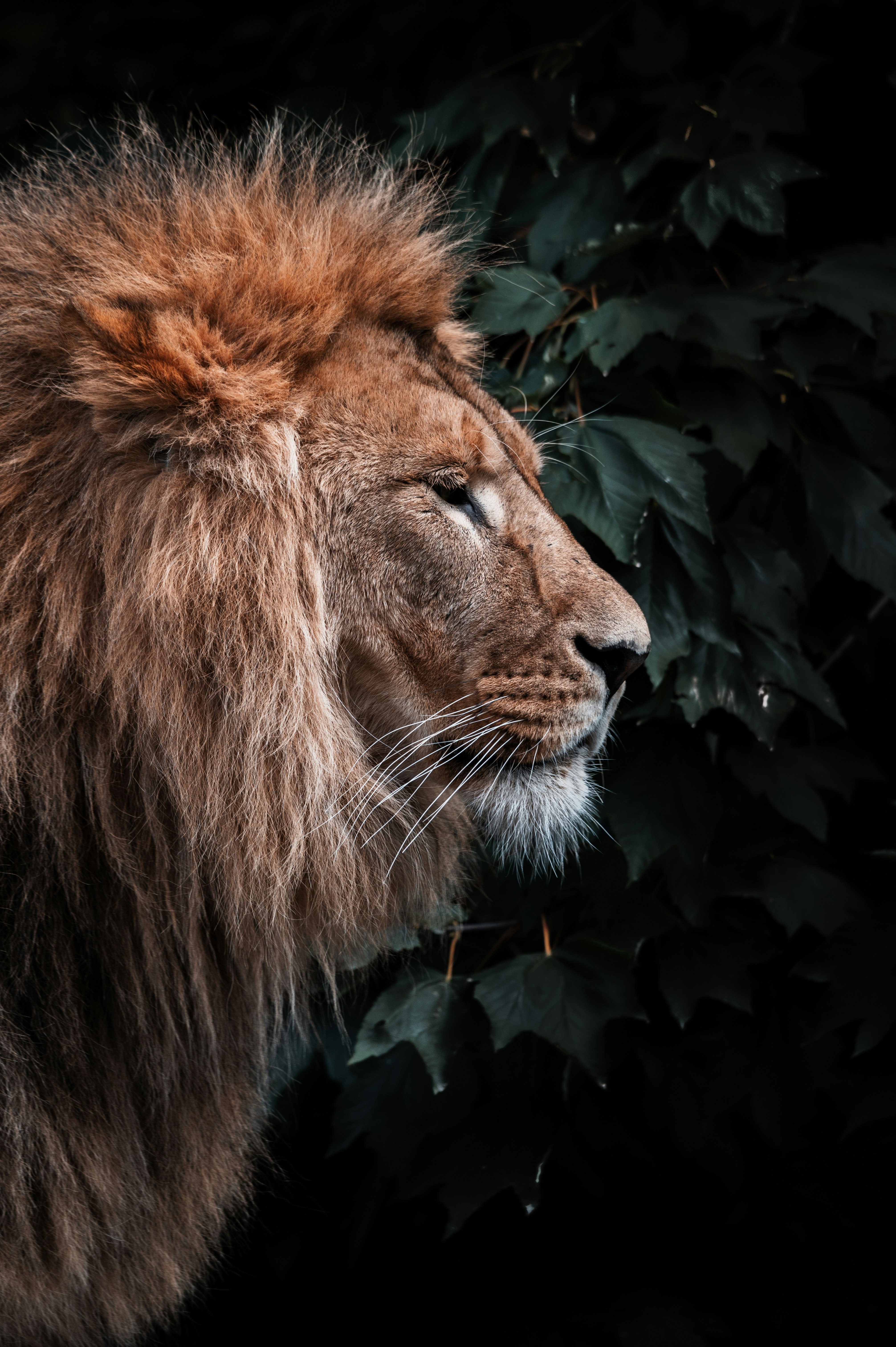 lion lying on green grass during daytime